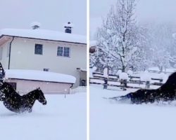 Horses Happily Prance Around In Fresh Snow, Their Fun Playtime Caught On Cam