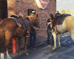 Mom’s Waiting In Line At The Dairy Queen. But Keep Your Eyes On The 2 Big Horses!