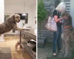 20 Pics Of Irish Wolfhounds To Show How Great (And Massive) They Are