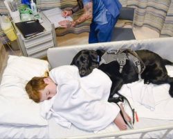 Autistic Boy Scared Of MRI Scan, But Loyal Service Dog Won’t Let Go Of His Side