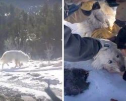 96 Days After Dog Disappeared, Mom Finds Paw-Prints In The Snow & Begins Search