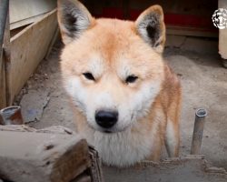 Blind Pup Rescued From Dog Meat Farm Finally Feels Love For The First Time