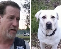Neighbor Loses Vet’s Service Dog While He’s In The ICU, Massive Search Launched