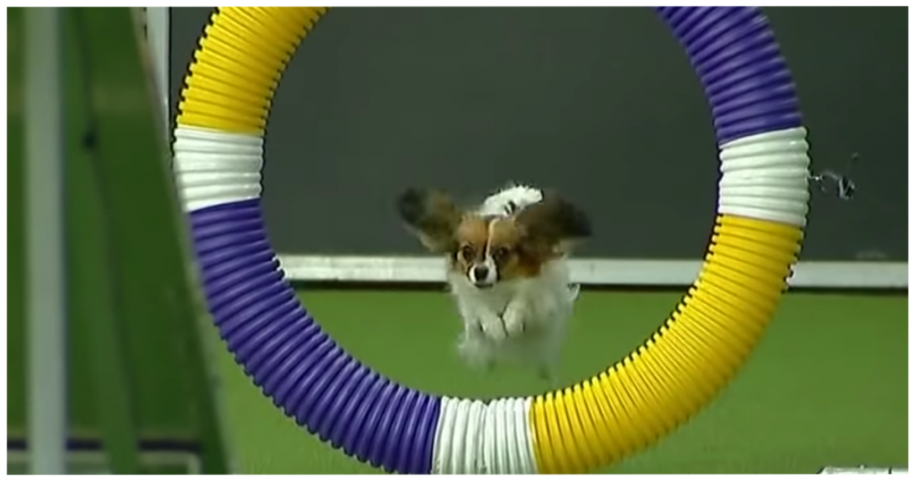 Little Dog Blows Crowd Away At Westminster With Record Speed In Agility