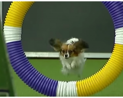 Little Dog Blows Crowd Away At Westminster With Record Speed In Agility