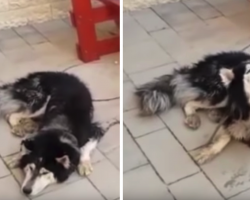 Lost Dog Has Identity Confirmed When He Starts Singing His Favorite Song
