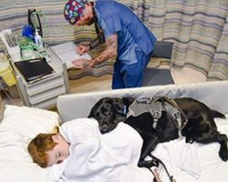 Loyal dog refuses to let boy go hospital without him
