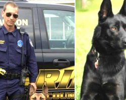 Cop Gets Ambushed By Gang Members. His K-9 Partner Rushes In To Save His Life