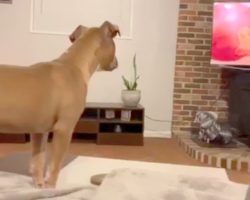 Pit Bull Watches ‘The Lion King’ For The First Time, Cries During Mufasa’s Death
