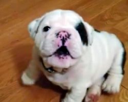 Mama tells her adorable bulldog puppy to shush. He proceeds to throw the funniest tantrum.