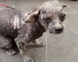 Vet said he should be put down, rescuer refused and now the dog looks like a cuddly teddy bear