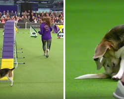 Beagle Gets A Bit Distracted At The Dog Show, And The Crowd Goes Wild