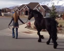 Giant Horse Joins Mum For A Walk. Wait Til You See Them From The Front!