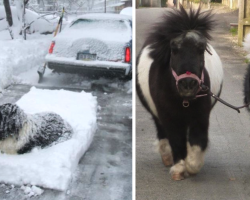 16 Pics That Show Newfoundlands Are A Little Different From Other Dogs
