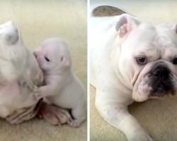 Bulldog Puppy Throws Hilarious Temper Tantrum, Rebels Against His Cool Mama Dog