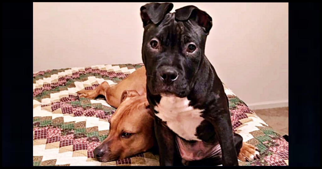 Pit Bull Puppy Kicked Out Of PetSmart Playdate After He Was Invited