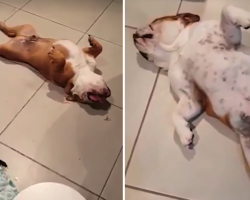 Mom’s Two Dogs Play Dead To Avoid Being Blamed For The Mess They Made