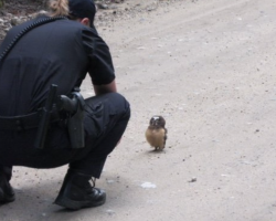 Police Officer Stumbles Upon Baby Owl, Has An Adorable Conversation