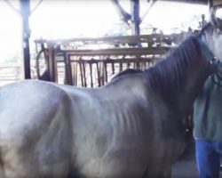 Pregnant Horse Rescued from Auction and Slaughter