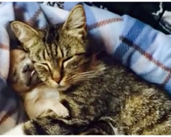 Tiny Pup’s Mom Gets Hit By Car, They Look To A Mother Cat To Save Him
