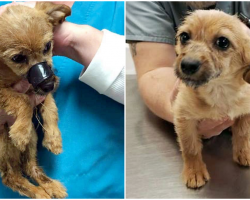Pup Found In Ditch With Snout Taped Shut, Still Wags Tail At Everyone He Meets
