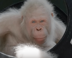 Rescuers find only known albino orangutan on earth, then decide to build her an island