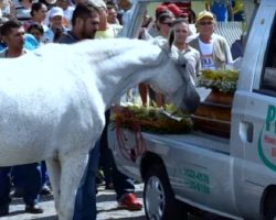 Devastated Horse Cries At His Owner’s Funeral, Refuses To Leave The Casket Side