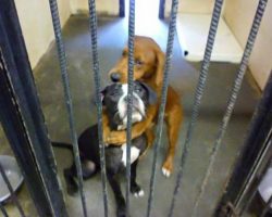 Terrified shelter puppy hugs her best friend and ends up saving both their lives