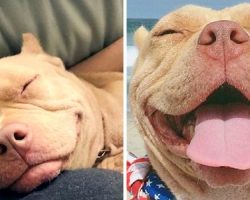 Abused & Dumped Pit Bull Finally Gets Adopted, And She Just Can’t Stop Smiling