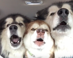 Alaskan Malamutes Sing The Song Of Their People On The Way To The Groomer