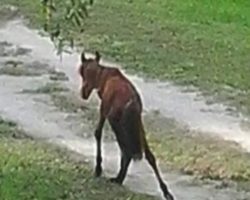 A Starving Baby Horse Was On His Last Legs Until A Concerned Neighbor Stepped In To Help