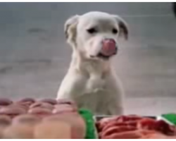 Stray dog becomes a big hit in famous Budweiser super bowl commercial