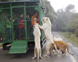 This Zoo in China puts visitors in cages and lets animals roam free