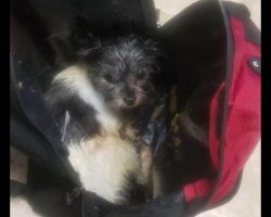 Tiny pup abandoned inside backpack in freezing cold, found alive on road by Good Samaritan