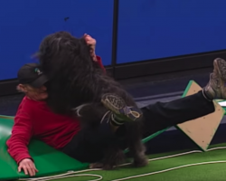 Dog Crashes Into Dad And Brings Down The House During Agility Run