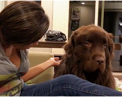 Newfoundland is upset with owner, finally forgives her in heart-melting moment
