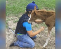 She Gets Down On The Ground, Now Keep Your Eye On The Baby Foal!