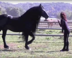 This Woman Calls For The Horse – His Next Move Took My Breath Away