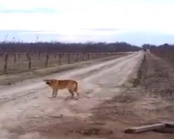 Woman finds dog abandoned on a dirt road – writes a scathing letter to the owner