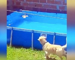 Dog Spots A Bird Drowning, His Instincts Take Over As He Goes Into Lifeguard-Mode
