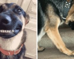 10 Reasons Why German Shepherds Are The Worst Dog Breed