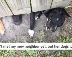 17 Cute Dog Posts From Across The Internet To Warm The Soul