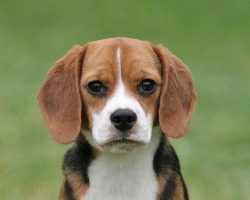 16 Reasons Beagles Are Not The Friendly Dogs Everyone Says They Are