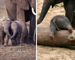 20 Adorable Baby Elephants To Make Your Day
