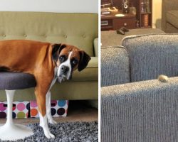 22 Pets Who Can’t Quite Figure Out Their Humans’ Furniture