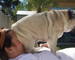 25 Hilarious Dogs Who Have Absolutely No Concept Of Personal Space