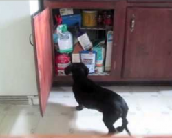 Sneaky Dog Stealing Snacks From Kitchen Cabinet Gets Caught In The Act