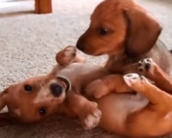 These 6-Weeks-Old Miniature Dachshund Puppies Will Melt Your Heart