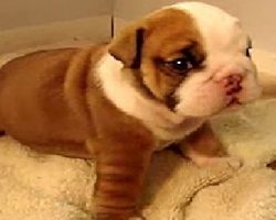 Adorable Wrinkly Bulldog Puppy Is Too Cute To Handle!