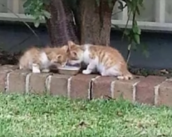 These twin kittens have only one eye between them and they amazingly guide each other through life